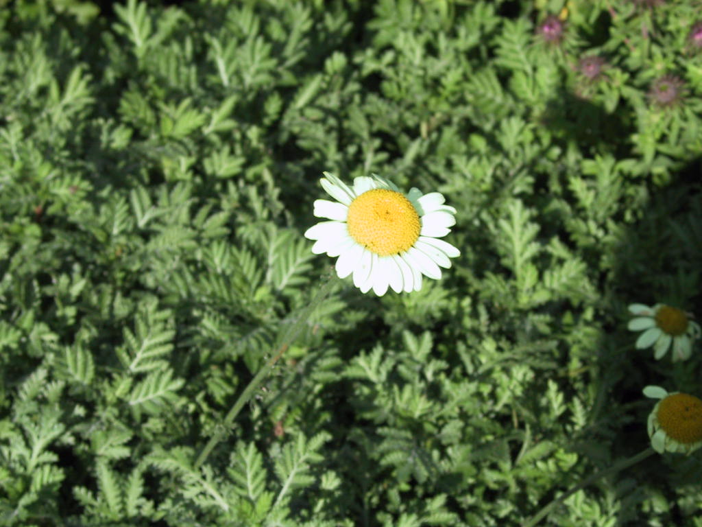 Anthemis tinctoria Beals Bluete.jpg